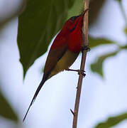 Crimson Sunbird