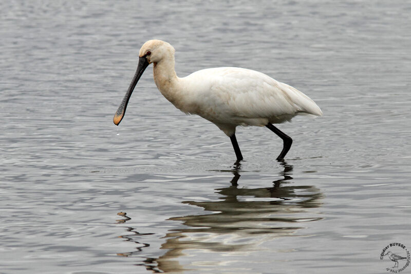 Eurasian Spoonbilladult, identification