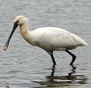 Eurasian Spoonbill