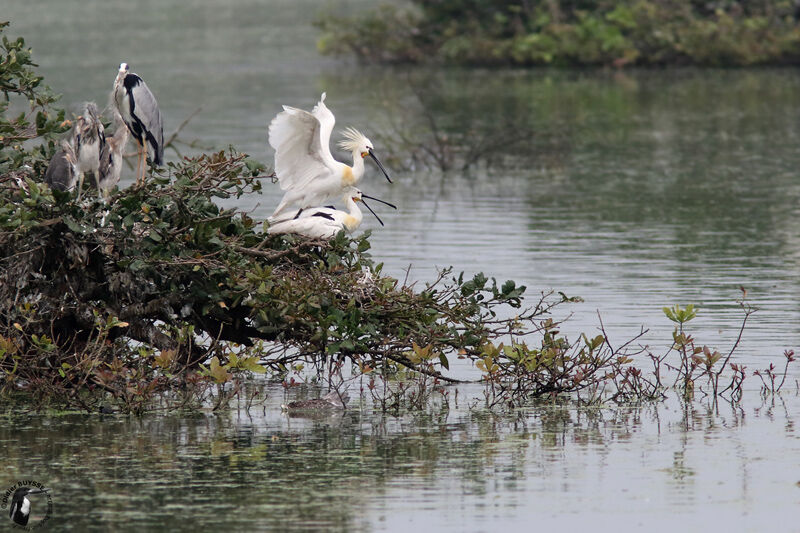 Eurasian Spoonbilladult breeding, habitat, mating.