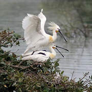 Eurasian Spoonbill