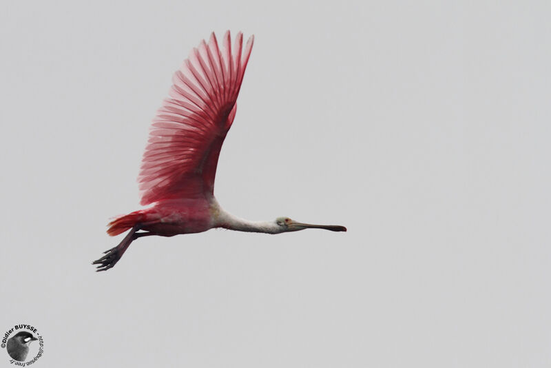 Roseate Spoonbilladult, Flight