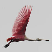 Roseate Spoonbill