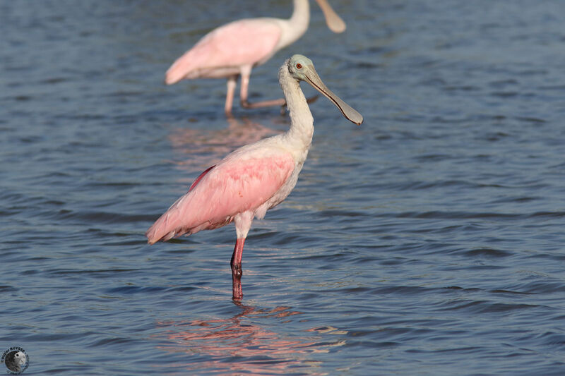 Roseate Spoonbilladult, identification