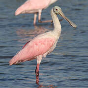 Roseate Spoonbill