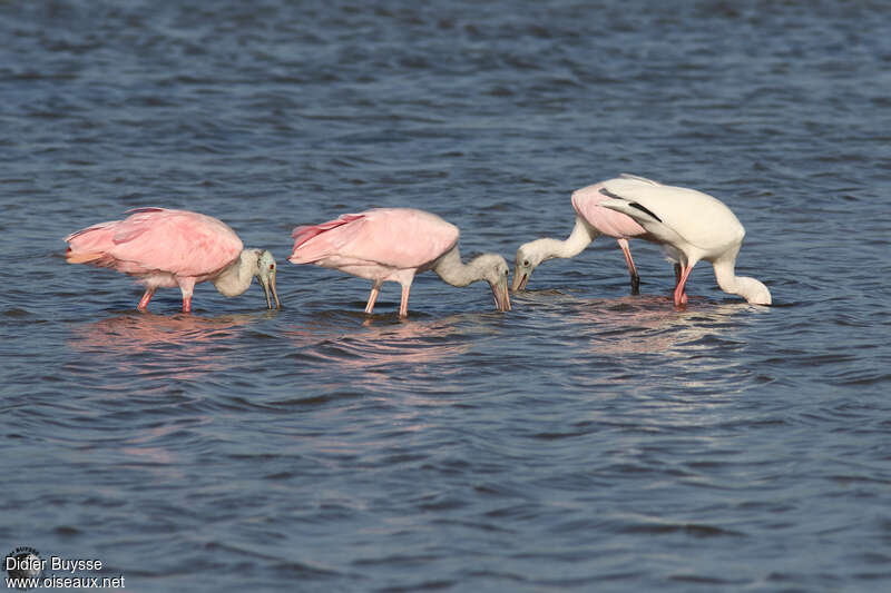 Spatule roséeadulte, pêche/chasse