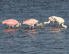 Roseate Spoonbill