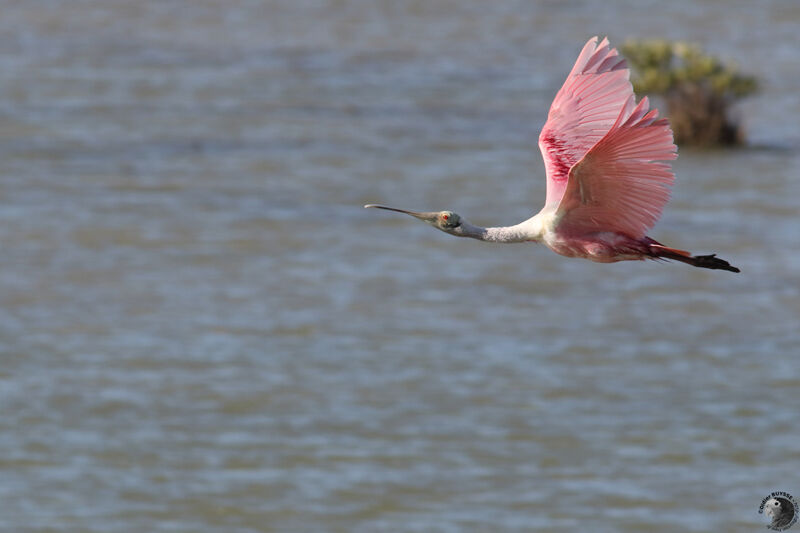 Roseate Spoonbilladult, Flight