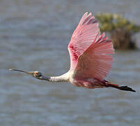 Roseate Spoonbill