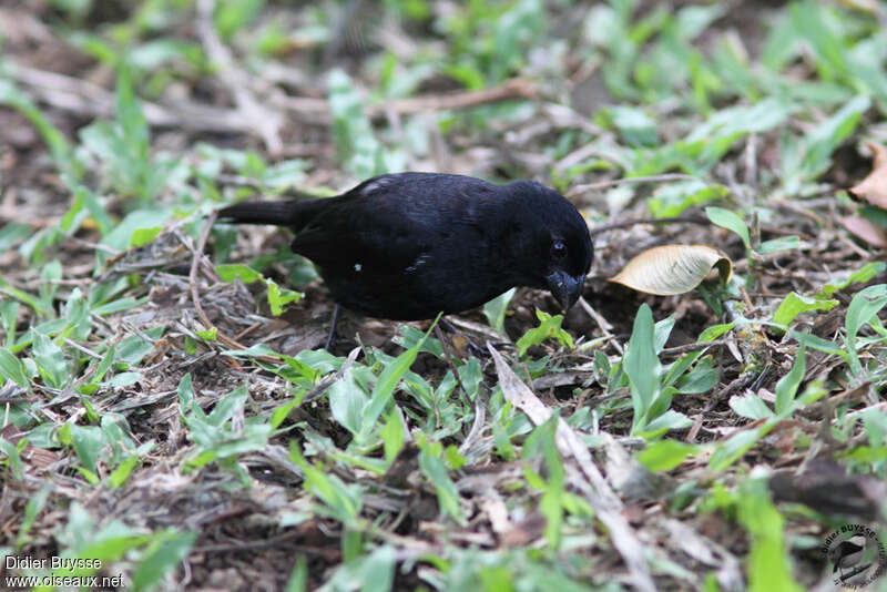 Thick-billed Seed Finch male adult, pigmentation, fishing/hunting