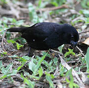 Thick-billed Seed Finch