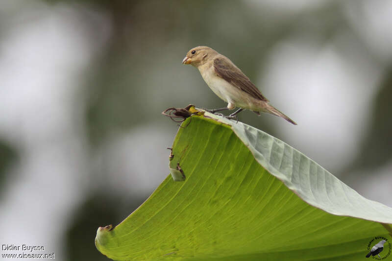 Double-collared Seedeater female adult, identification