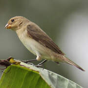 Double-collared Seedeater