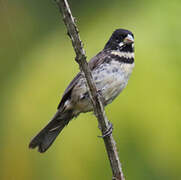 Double-collared Seedeater