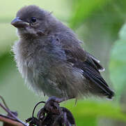 Double-collared Seedeater