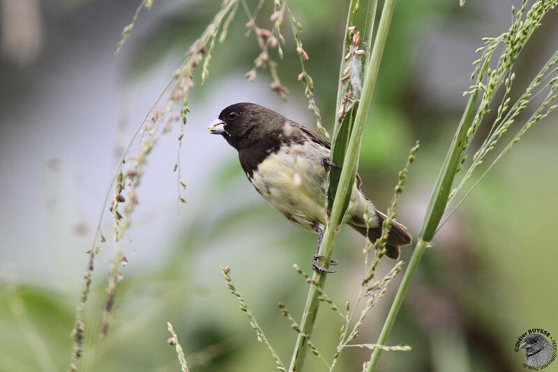 Yellow-bellied Seedeateradult, identification, feeding habits