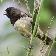 Yellow-bellied Seedeater