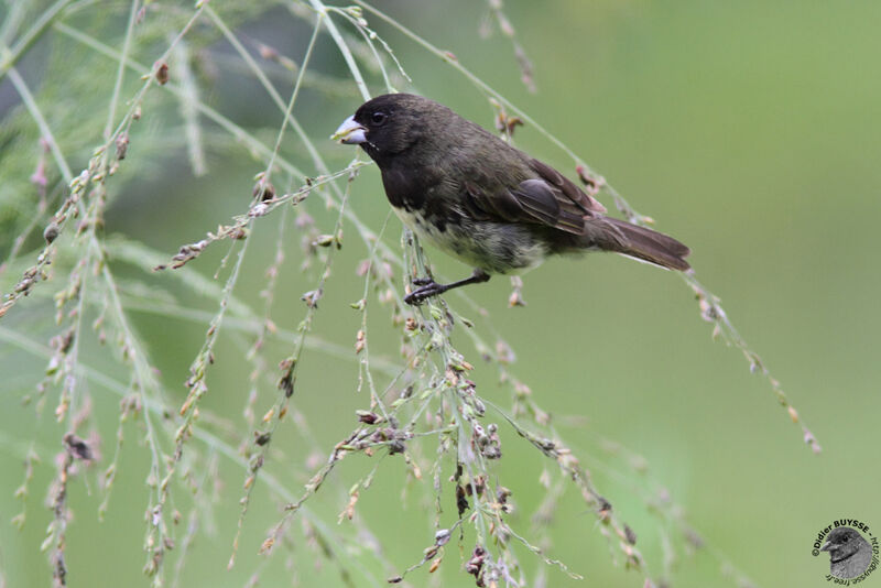 Yellow-bellied Seedeateradult, identification, feeding habits