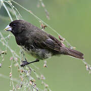 Yellow-bellied Seedeater