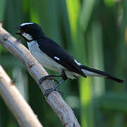 Lined Seedeater