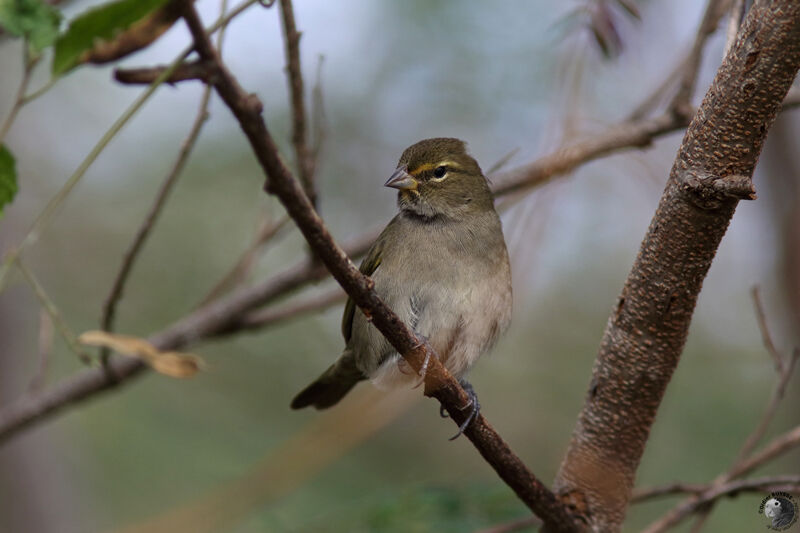 Sporophile grand-chanteur femelle adulte, identification