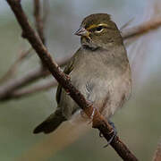 Yellow-faced Grassquit