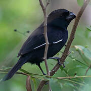 Cuban Bullfinch