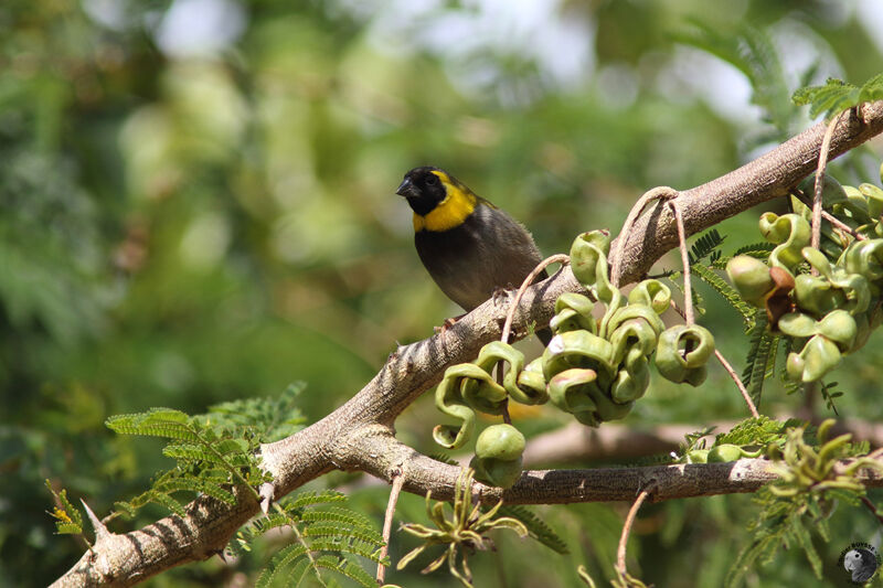 Cuban Grassquit male adult, identification