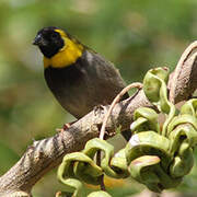 Cuban Grassquit