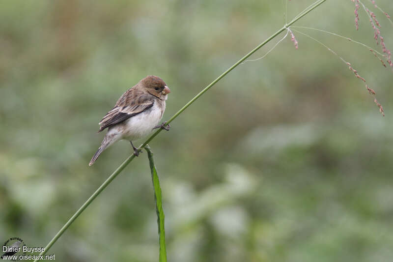 Chestnut-throated Seedeater female adult, identification