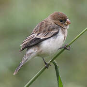 Chestnut-throated Seedeater