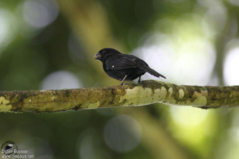 Variable Seedeater male adult