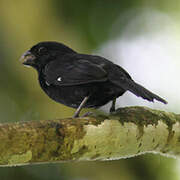 Variable Seedeater