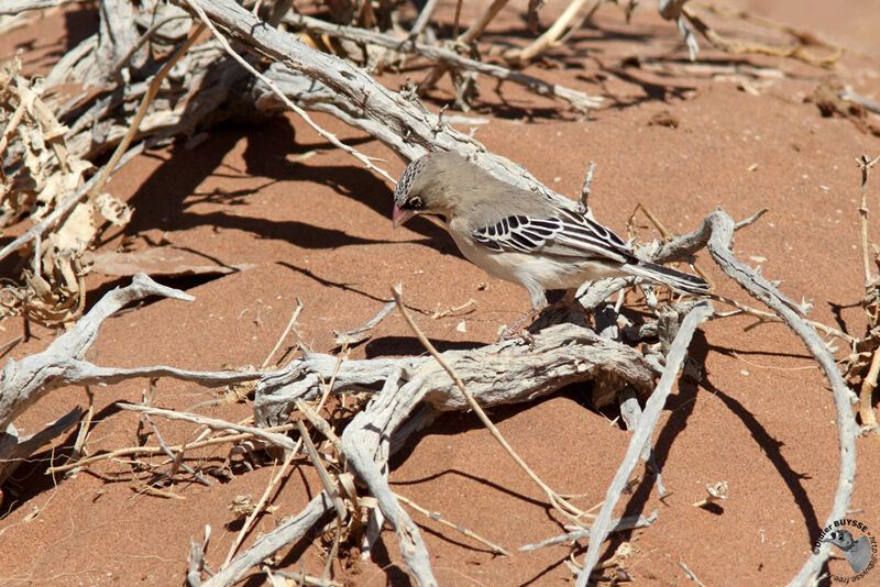 Sporopipe squameuxadulte, identification