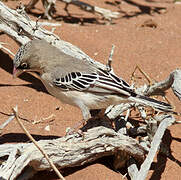 Scaly-feathered Weaver