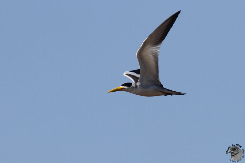 Large-billed Ternadult, Flight