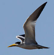 Large-billed Tern