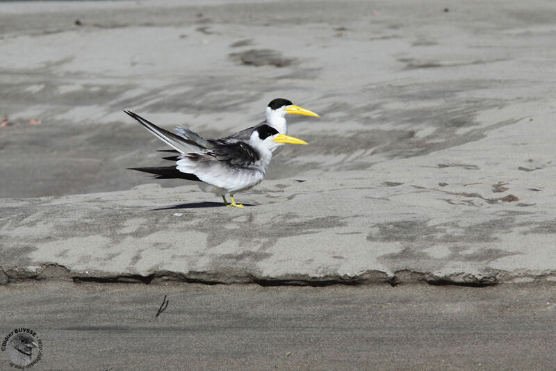 Large-billed Tern , identification