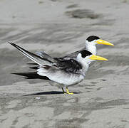 Large-billed Tern