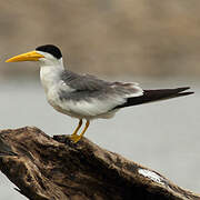 Large-billed Tern