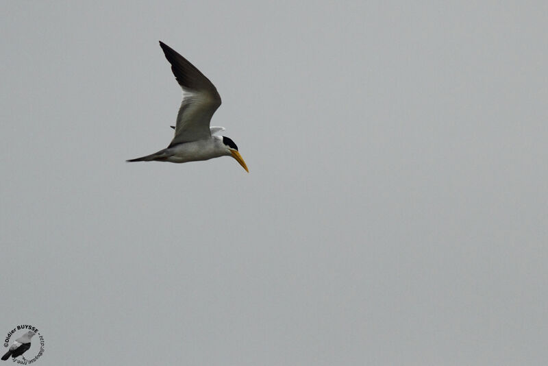 Large-billed Ternadult, Flight