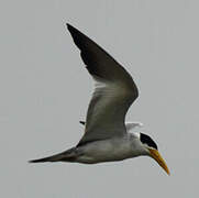 Large-billed Tern