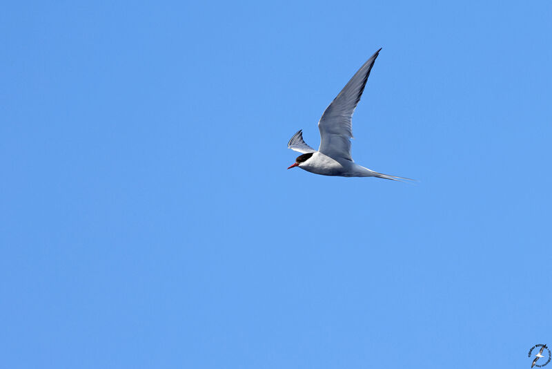 Arctic Ternadult, Flight