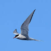 Arctic Tern