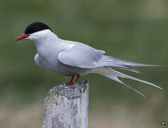 Arctic Tern