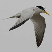 Yellow-billed Tern