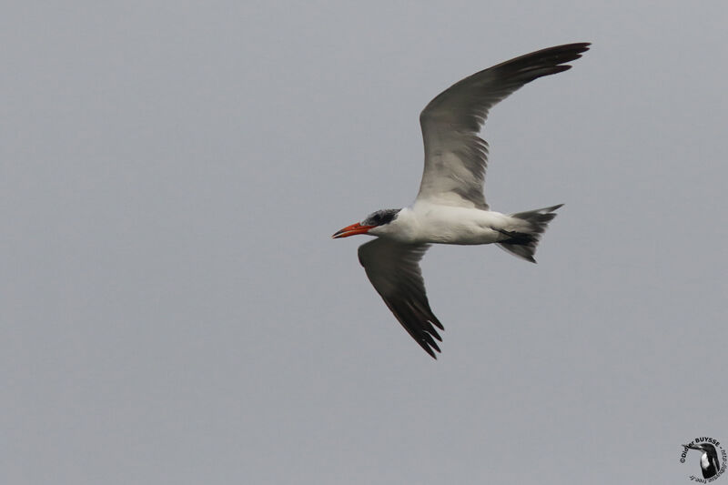 Sterne caspienneadulte, identification