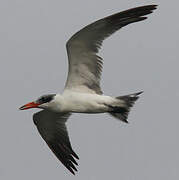 Caspian Tern