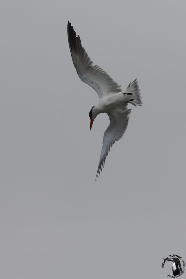 Caspian Ternadult, identification