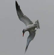 Caspian Tern